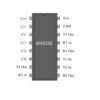 MAX232 RS232 to TTL Converter IC